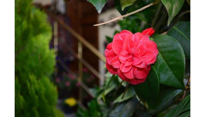 British House Boutique Hotel poza 8